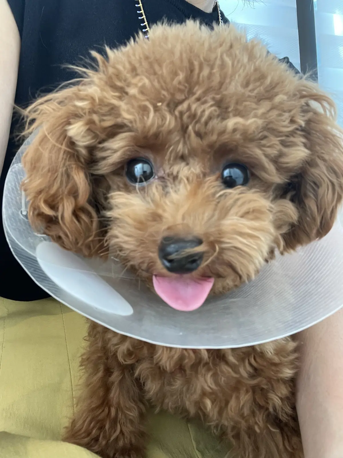 エクラ 華組　鈴木たま江さんの愛犬