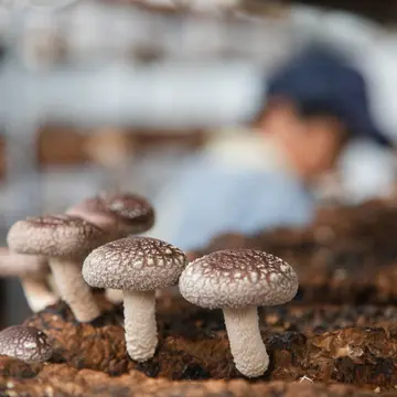 震災の被害も、ハウス内のほとんどの菌床ブロックが棚から落下し、棚ごと倒れ中にすら入れない状態のハウスもあったという。