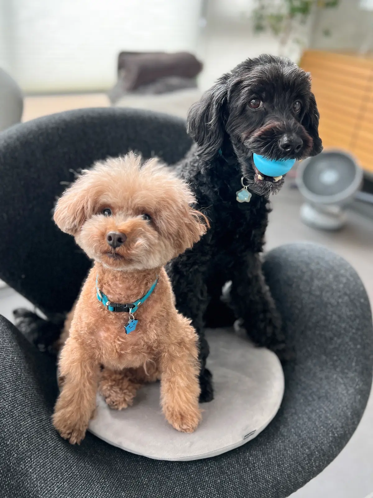 エクラ 華組　伊藤美帆さんの愛犬