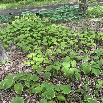 埼玉県森林公園「ギボウシ」
