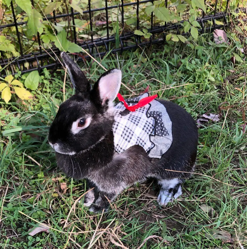 うさぎ　ネザーランドドワーフ　ブラックシルバーマーチン　おうち時間　ラビットラン　ラビットラン代官山　jマダム
ペット　アニマルセラピー　ウサギマスター検定