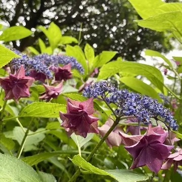 ボルドーカラーの紫陽花