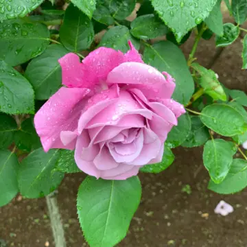 シャルル・ド・ゴール