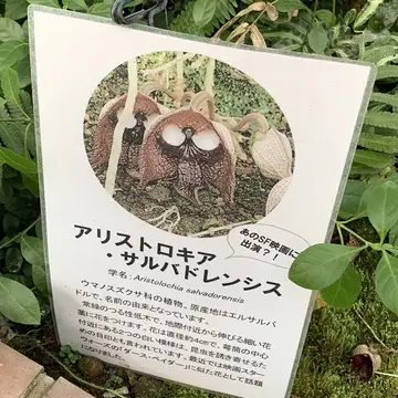 アリストロキア・サルバドレンシス