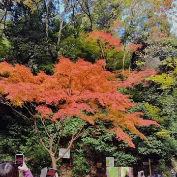 箕面の大滝への滝道