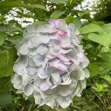 白にピンクも混ざってる紫陽花