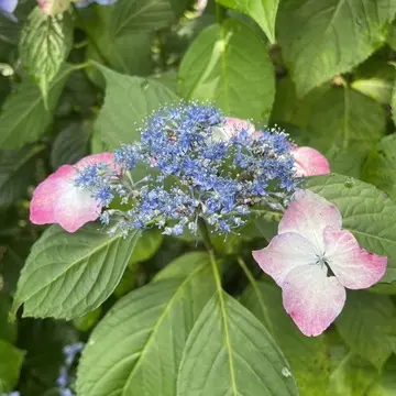 明月院紫陽花ピンクとブルー