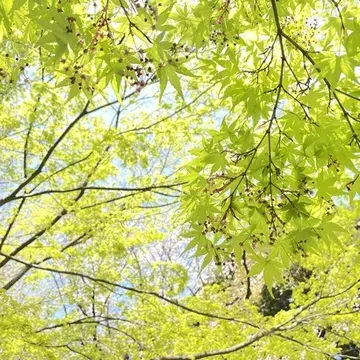 旧古河庭園のもみじの新緑