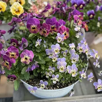 コピスガーデン