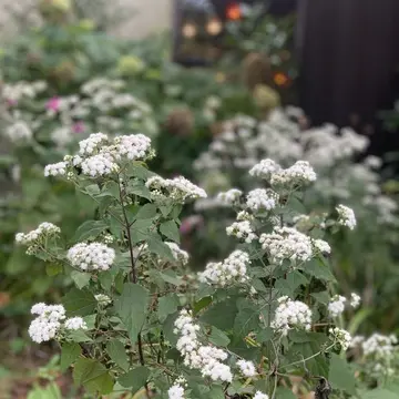 六甲ガーデンテラス　六甲山