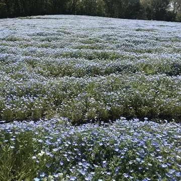 埼玉県森林公園「ネモフィラ」