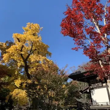 青空に映える紅葉