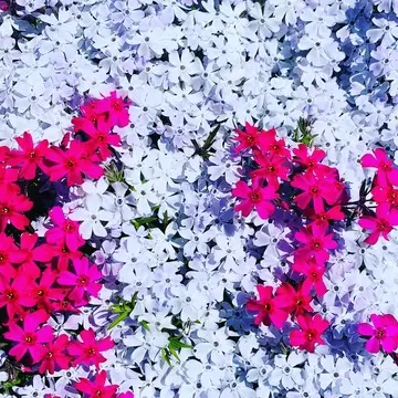 白やピンクの小さな花弁