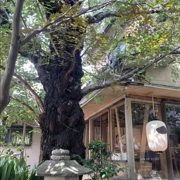 外からも見える大きな木がカフェの目印