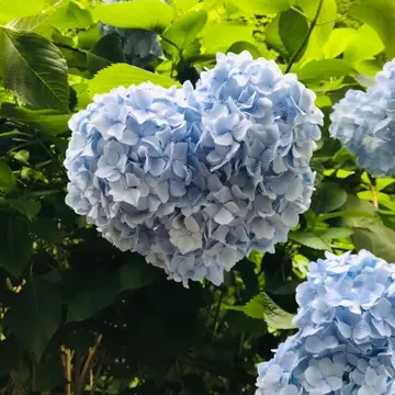 ハートの形　ハート型