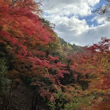 京都　八瀬　もみじの小径