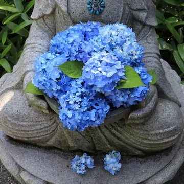 明月院　花想い地蔵　アジサイ