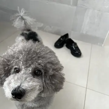 ZARA ローファー