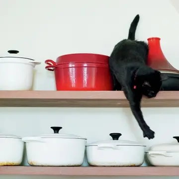 梯子を器用に上って棚も冒険