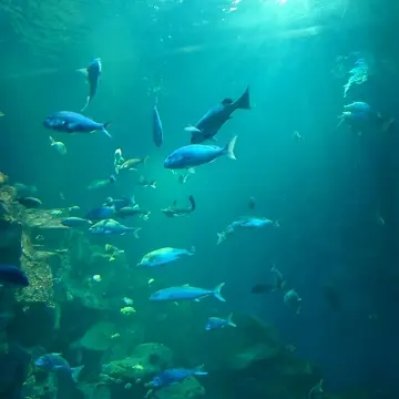 男鹿水族館GAO大水槽の中