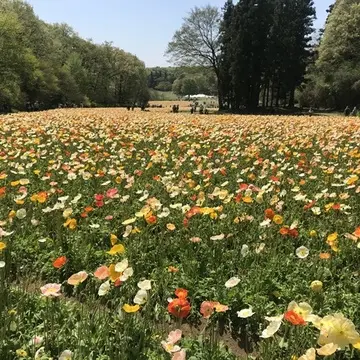 埼玉県森林公園「ポピー」