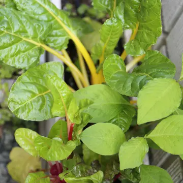 スイスチャード