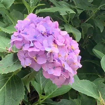 明月院紫陽花赤紫