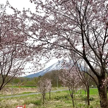桜と羊蹄山