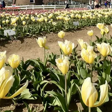 「佐倉ふるさと広場」チューリップ畑