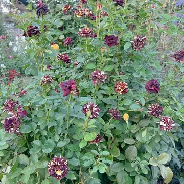 横浜イングリッシュガーデンの薔薇