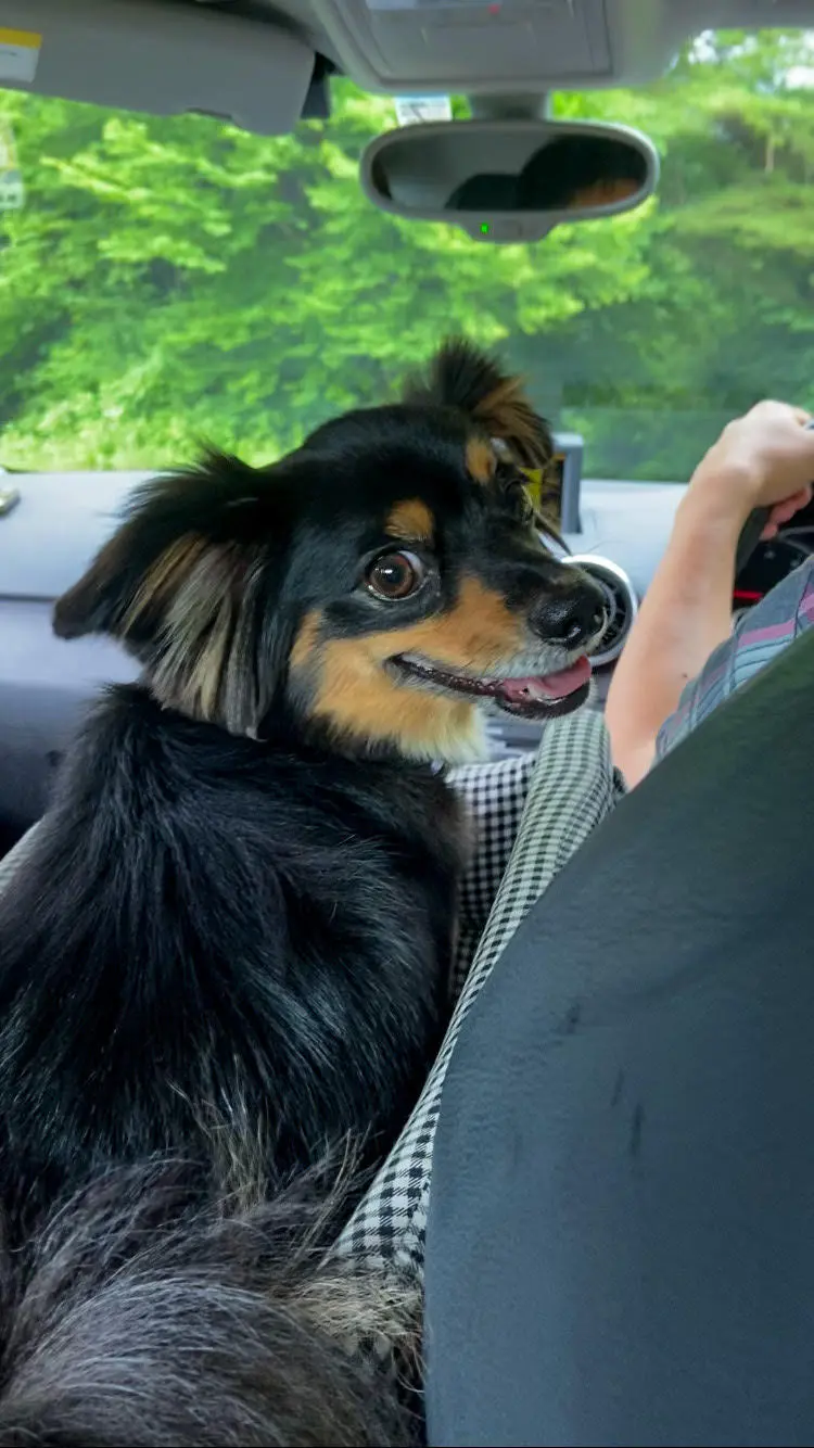 エクラ 華組　佐藤綾子さんの愛犬