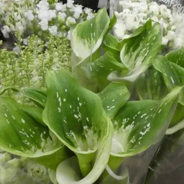 フランス　ランジス市場