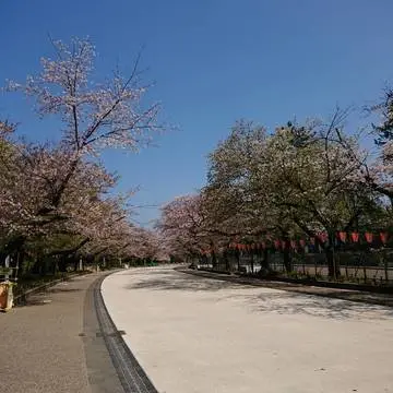 だ～れもいない上野の山の桜