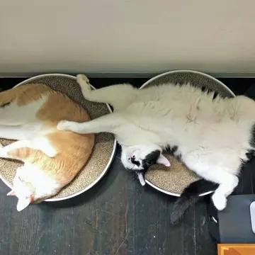 もへじのはみ出しかげんが豪快
で、なんとも好対照な2匹の寝相。「安心しきった姿に心和みます」
と山本さん