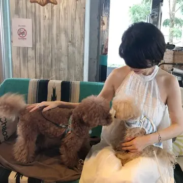 トイプードル　アプリコット　レッド