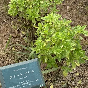 九十九里ハーブガーデン