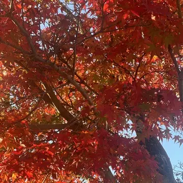 大本山　天龍寺　紅葉