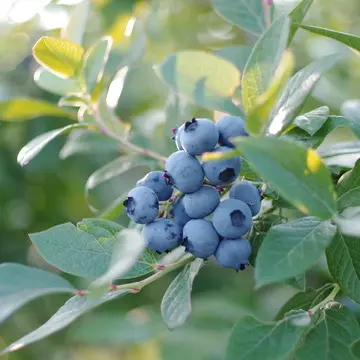露地栽培で2種類のブルーベリーを栽培