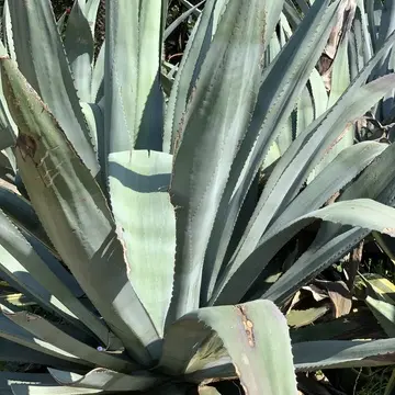 江ノ島サムエル・コッキング苑