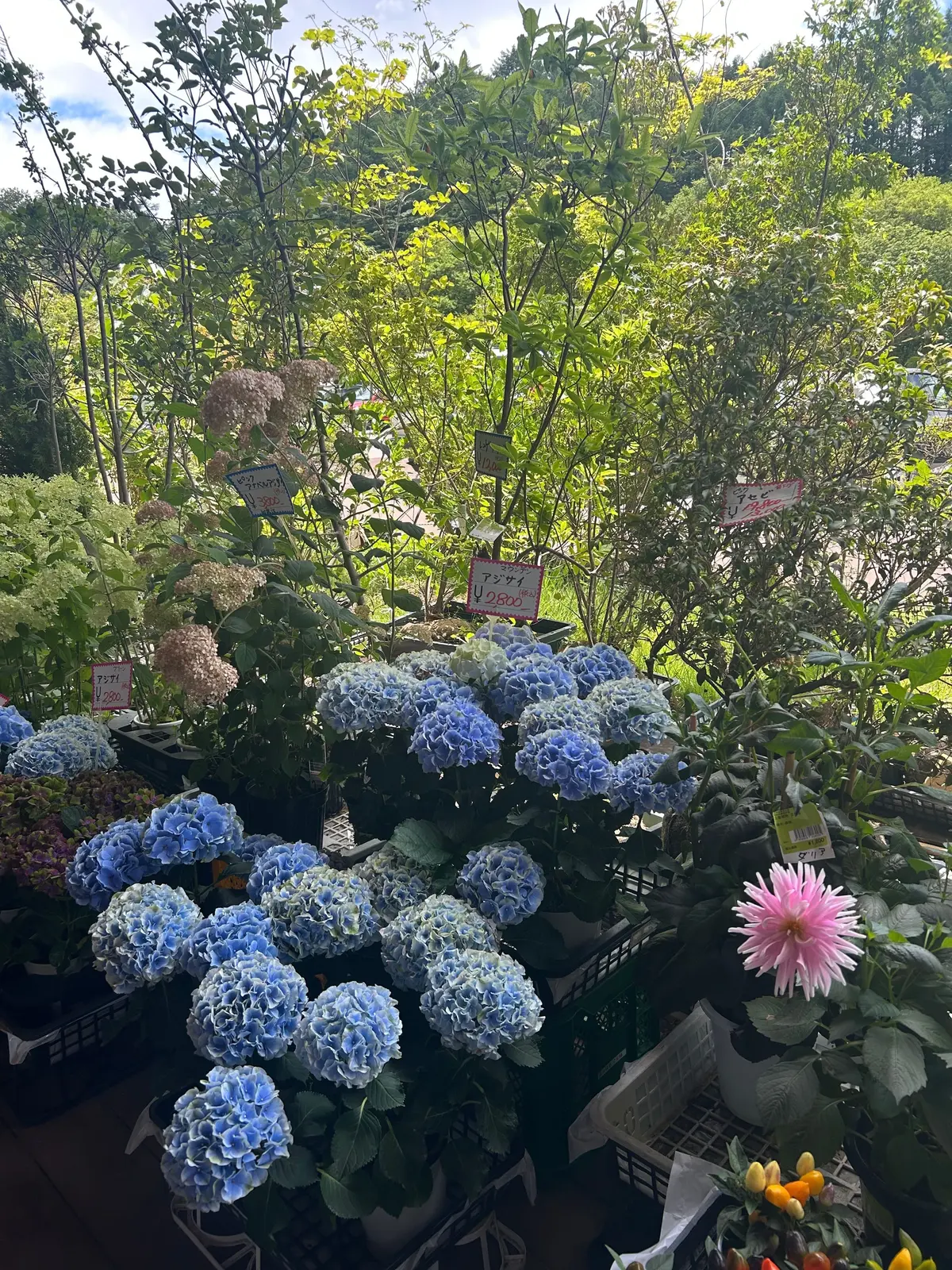 青いユリノキが茂る植え込みの中に、様々な種類の花が植えられた花壇。手前には青いユリノキが密集し、その奥には緑豊かな植え込みが見える。花壇には価格表示の札が立てられている。