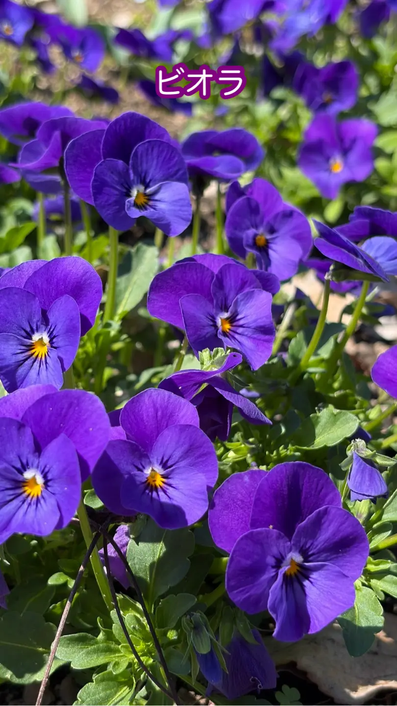 ときめく散歩道の画像_2