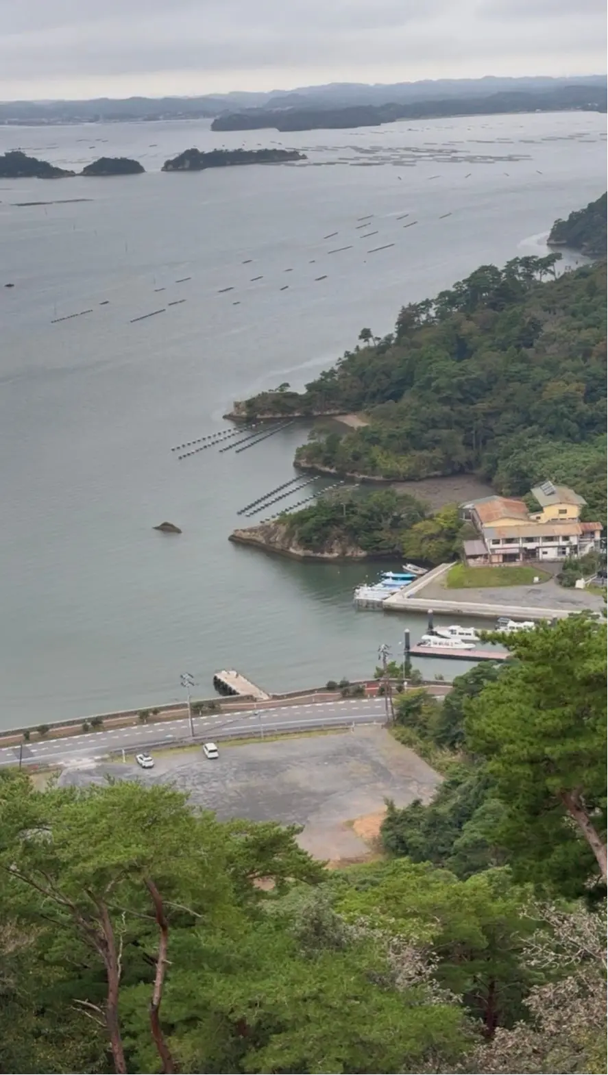 湾に浮かぶ無数の筏と、その奥に緑豊かな半島が見える景色。手前には道路と駐車場、そして桟橋と建物が配置されている。全体的に曇りの天気。