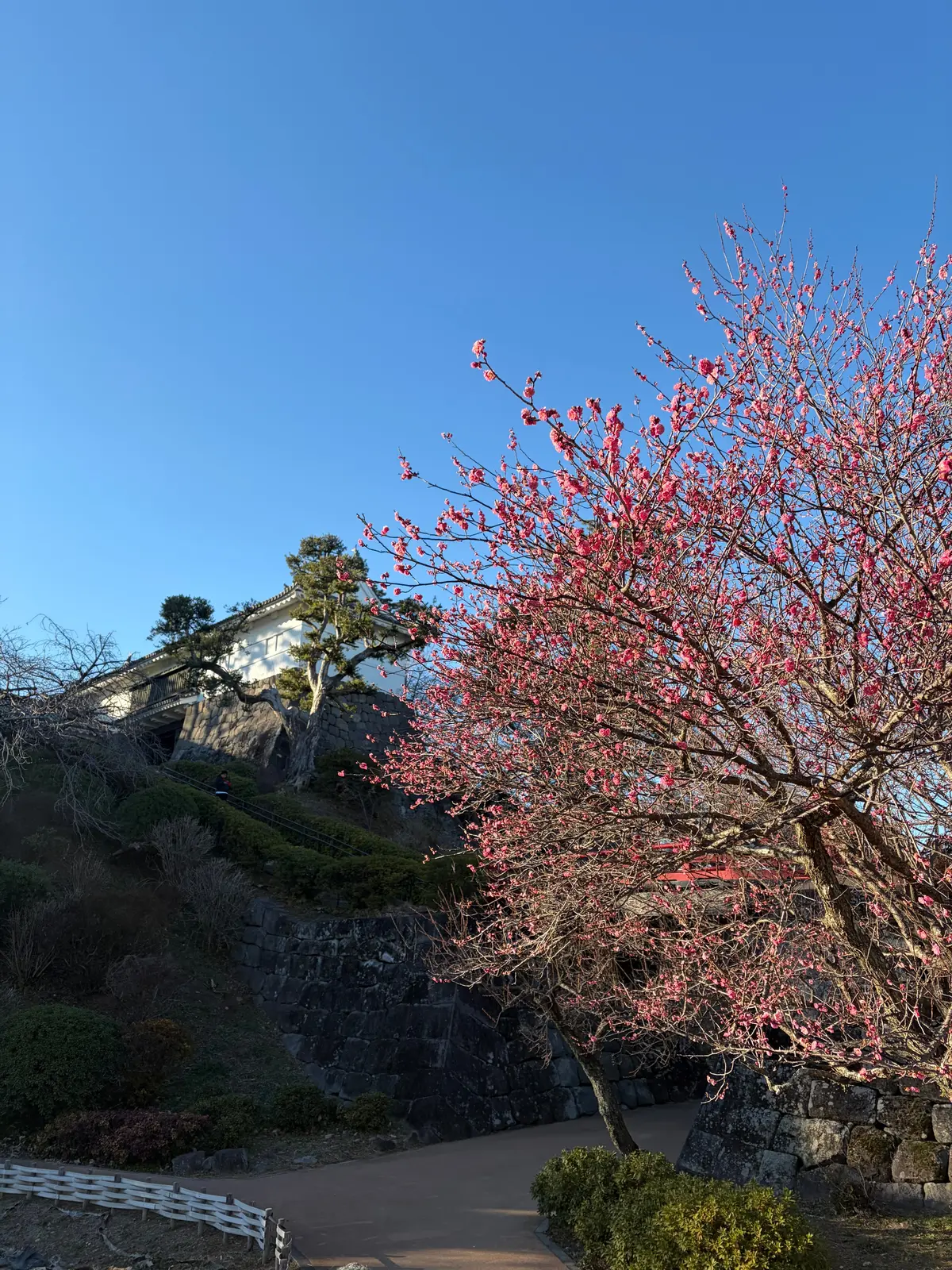 梅まつり　冬旅　日帰り温泉　おさんぽ　おでかけ　日帰り旅行　足湯　小田原　小田原城ミナカ小田原　展望足湯庭園　鈴廣　小田原みやげ　小田原ロール　湘南プリン　鯵の唐揚げ　小田原城最中