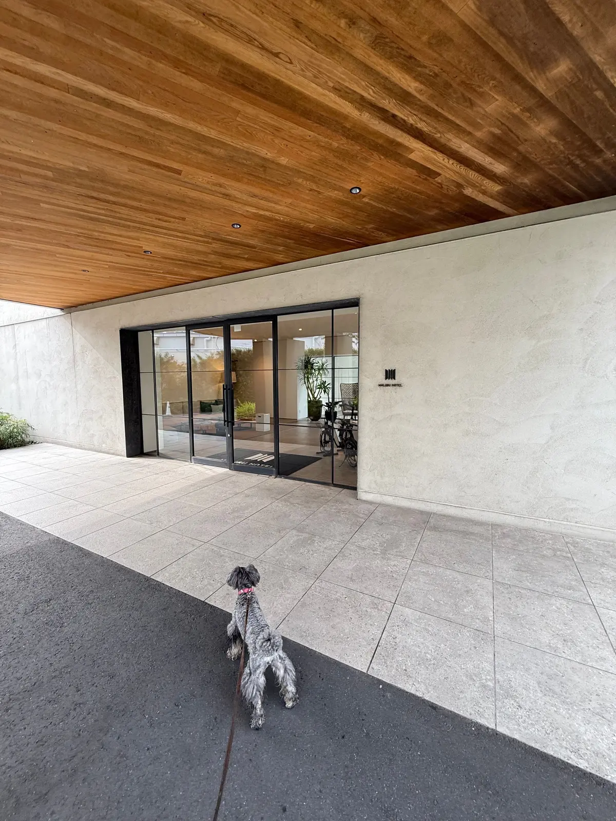 犬が、木目調の屋根と白い壁の建物の入り口を見上げている。入り口はガラス張りの自動ドアで、その上に「The Surfrider」のロゴがある。犬はリードで繋がれており、地面はグレーの舗装されている。