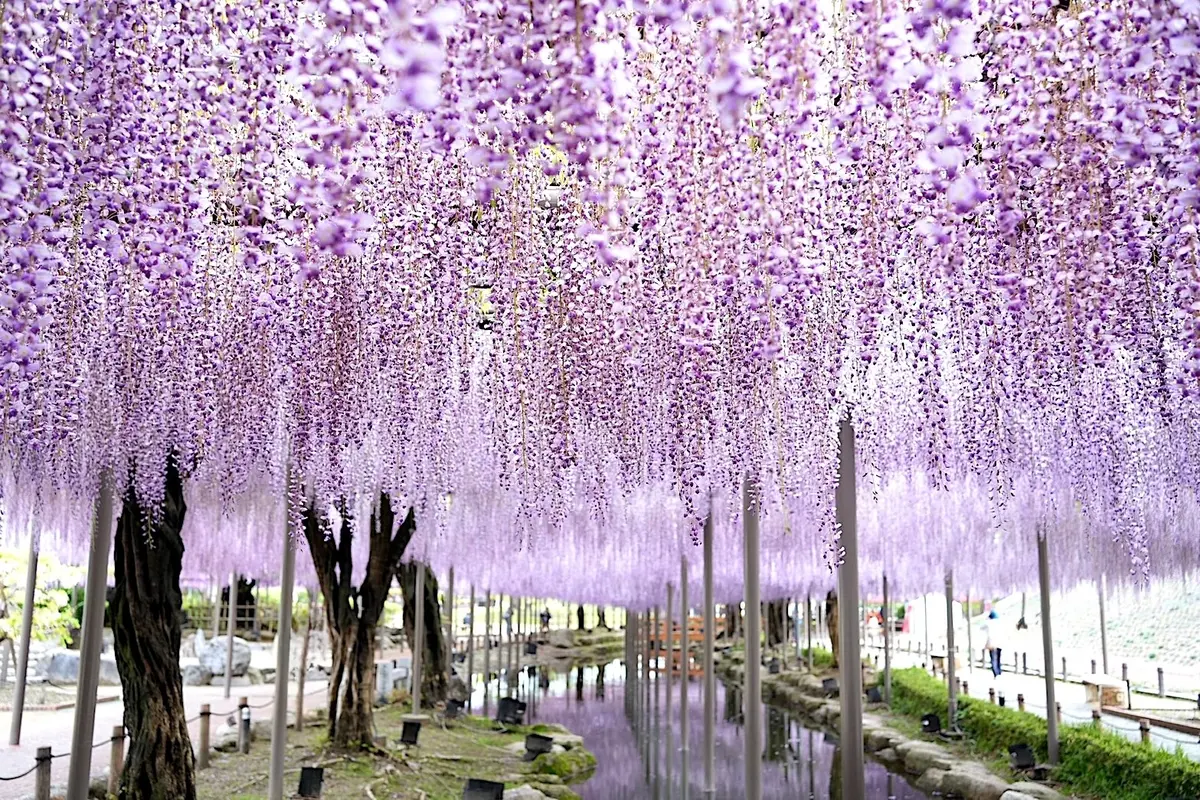 藤のトンネル・藤棚下の散策路