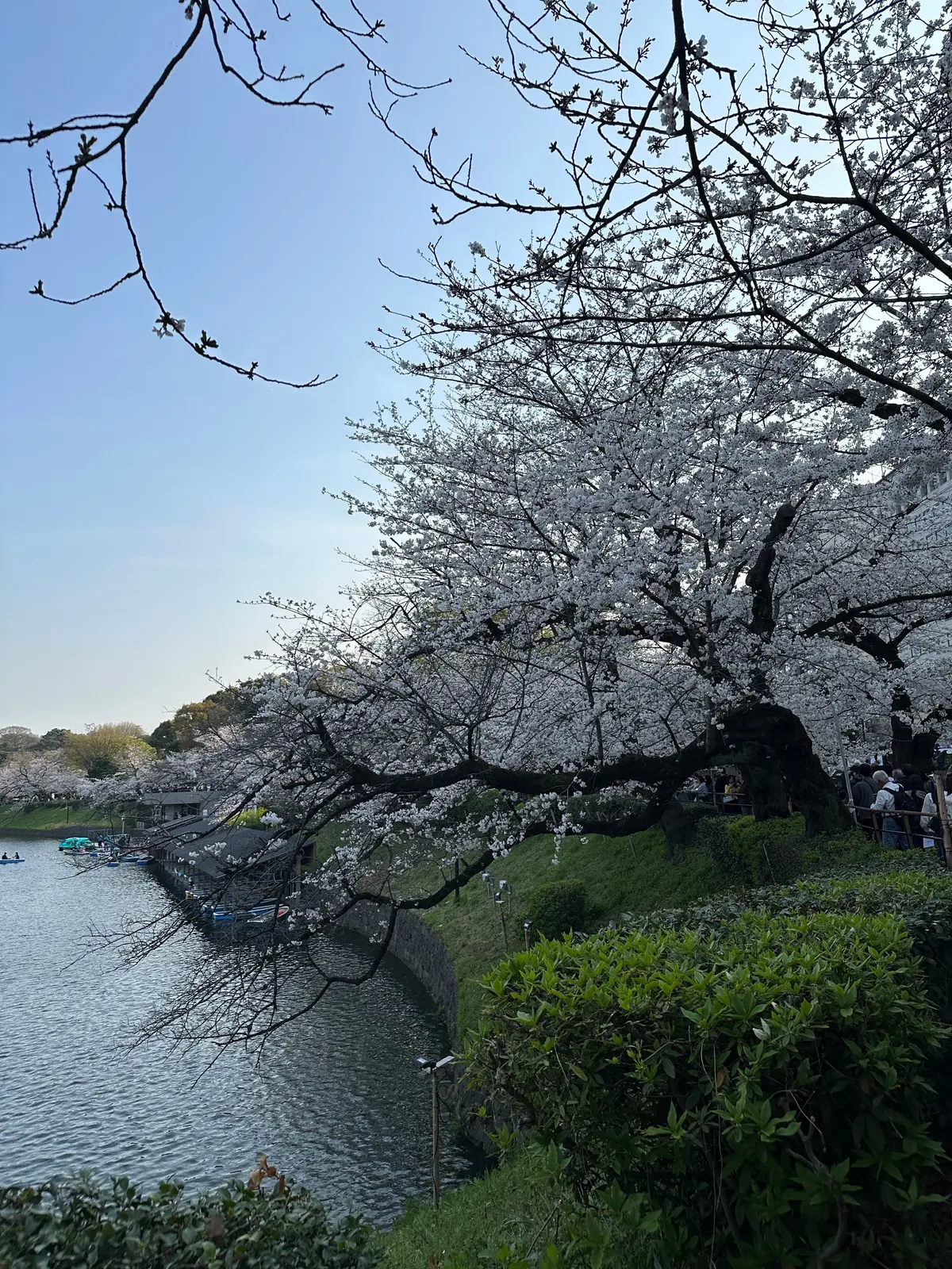 お花見　桜　九段下　千鳥ヶ淵　桜　2026　千代田のさくらまつり