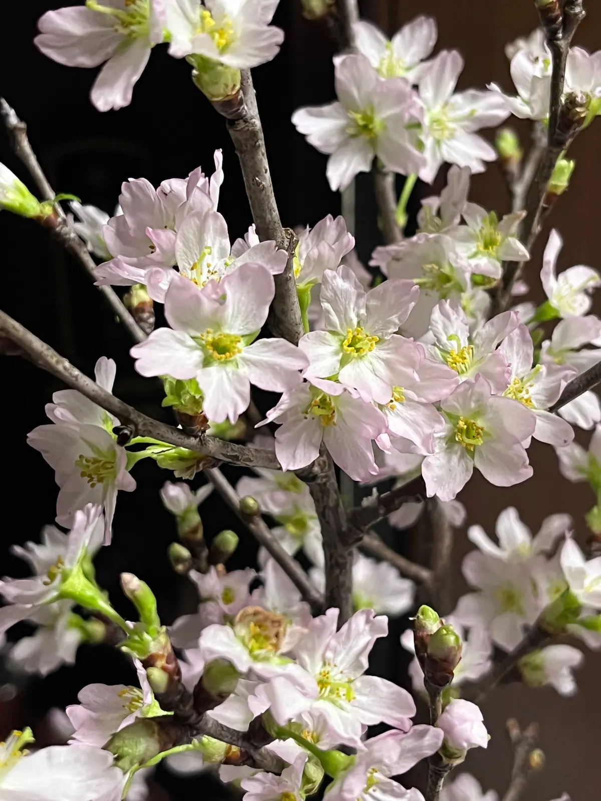 お花選びからのブーケレッスン＆仲良しメンの画像_15