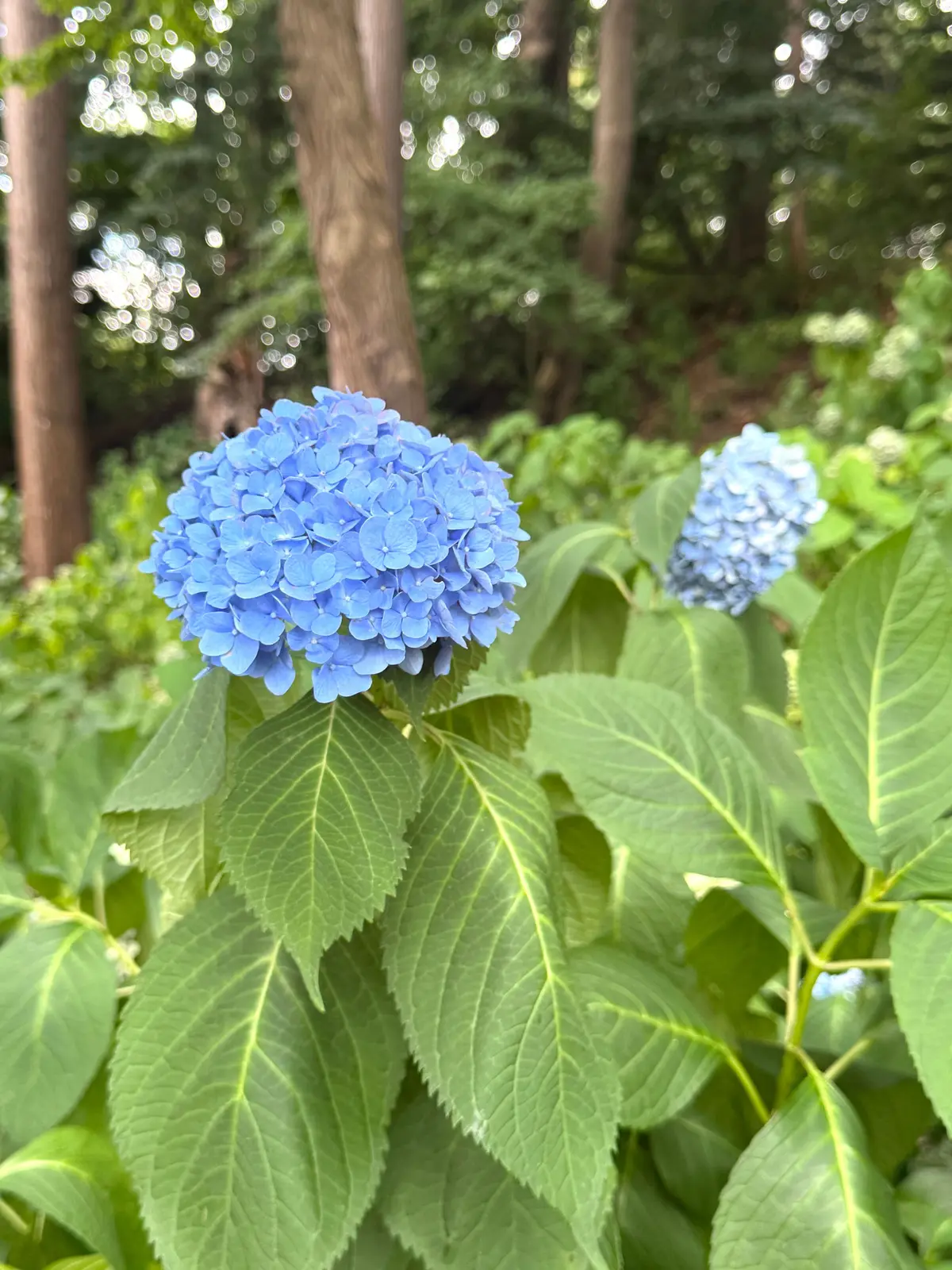 北海道神宮 13