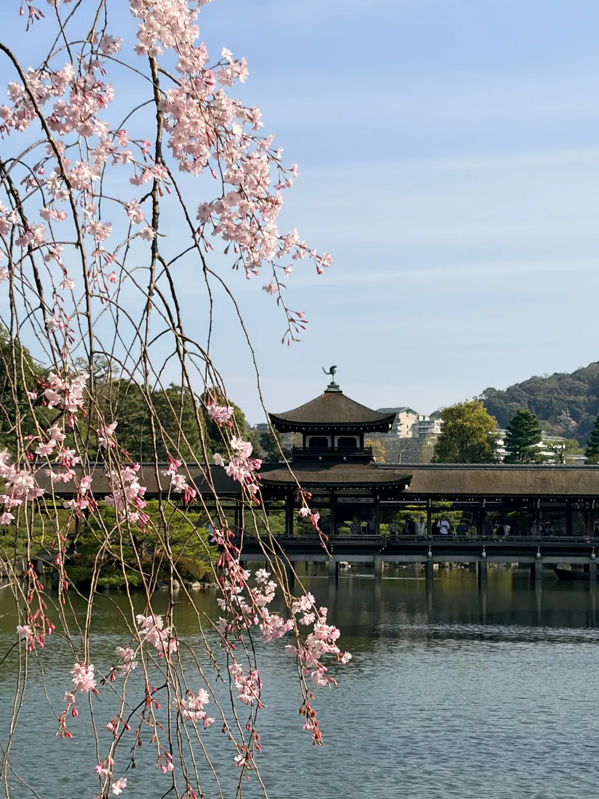 京都、桜さんぽ。満開の桜は天国のよう～平の画像_12