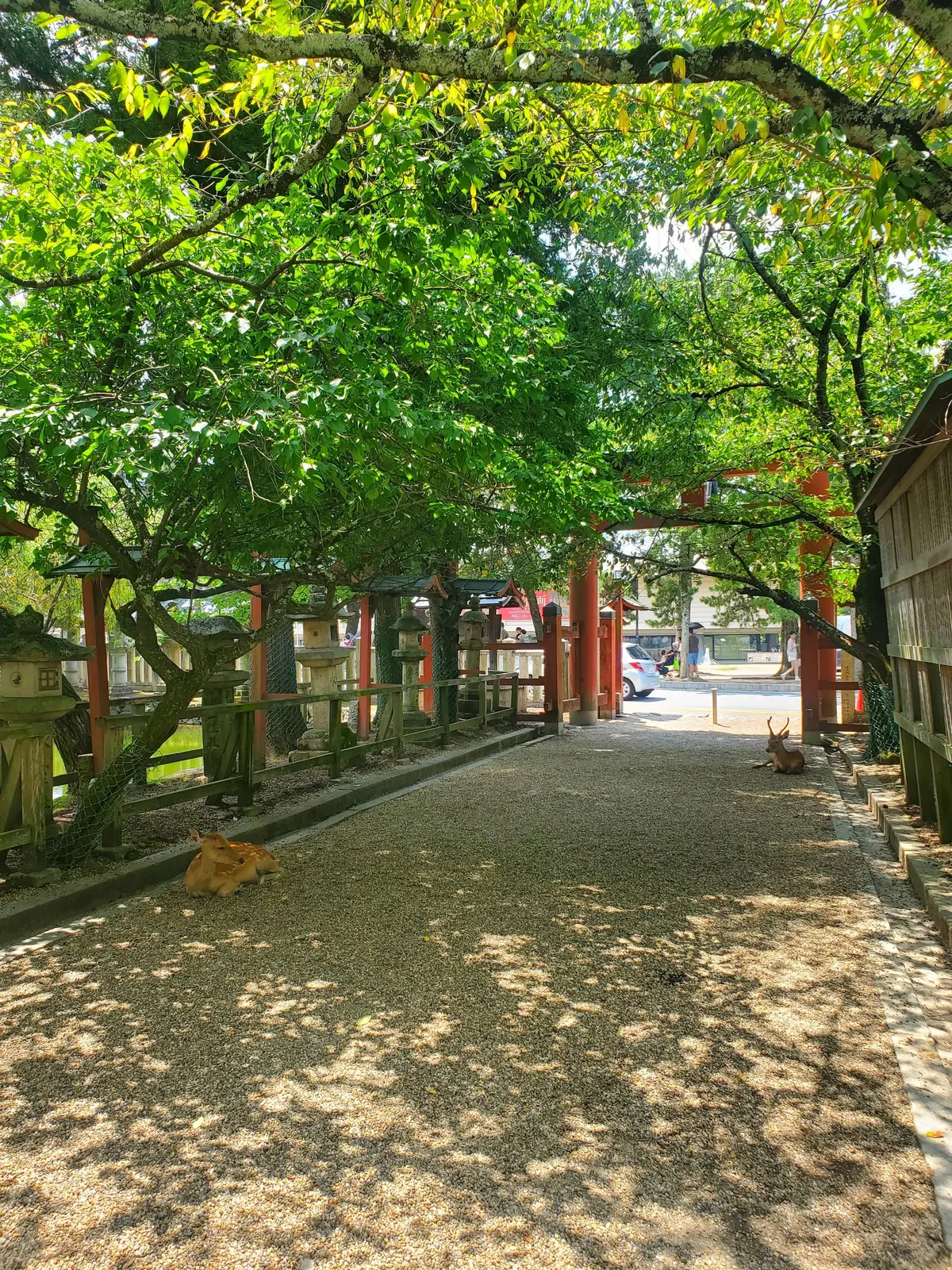 木陰の小道に、複数の鹿が佇む風景。赤く塗られた鳥居が並び、背景には建物と車が見える。